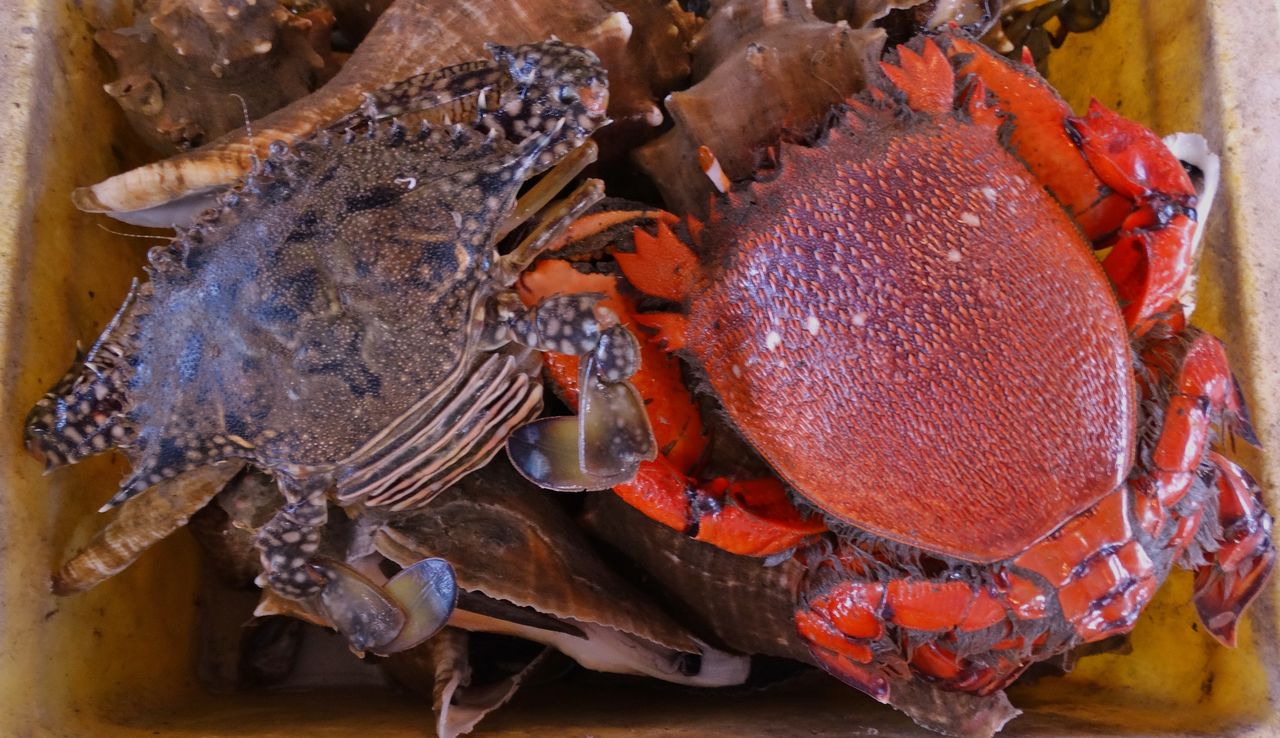 アサヒガニ 土佐料理 旬の鰹がゆく