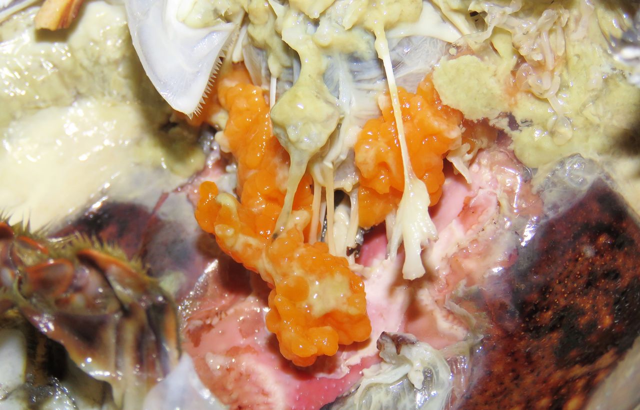 アカテノコギリガザミ 土佐料理 旬の鰹がゆく