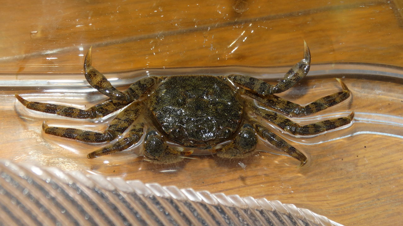 モクズガニ幼蟹 土佐料理 旬の鰹がゆく モクズガニ幼蟹 土佐料理 旬の鰹がゆく