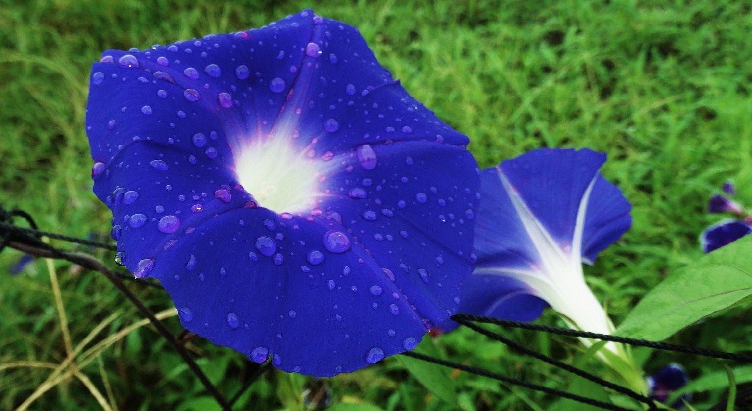 朝顔 土佐料理 旬の鰹がゆく
