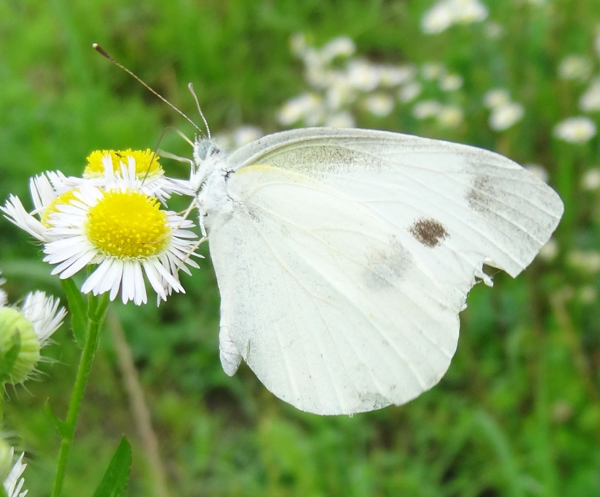 モンシロチョウ 土佐料理 旬の鰹がゆく