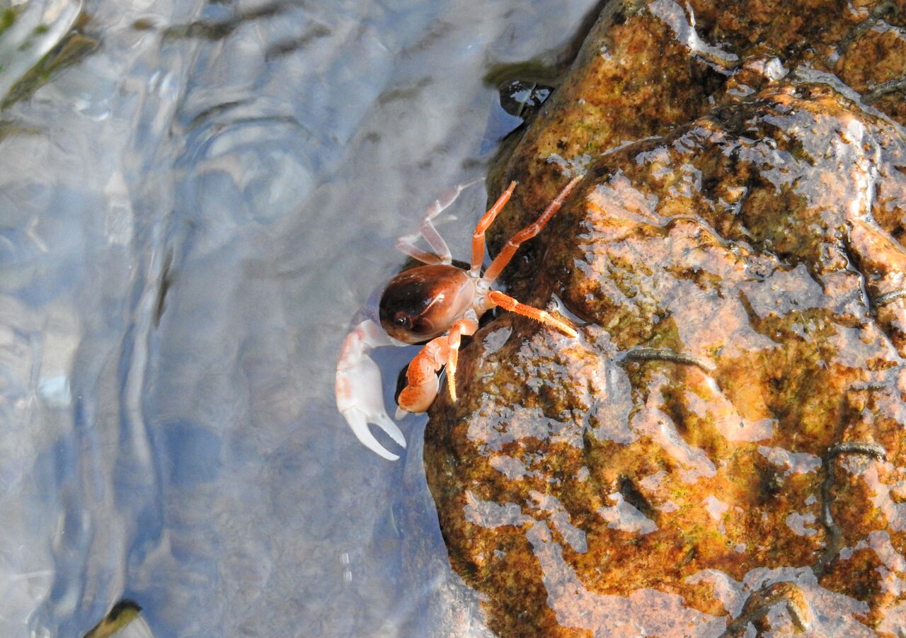 国分川水系のサワガニ色 : 土佐料理 旬の鰹がゆく！