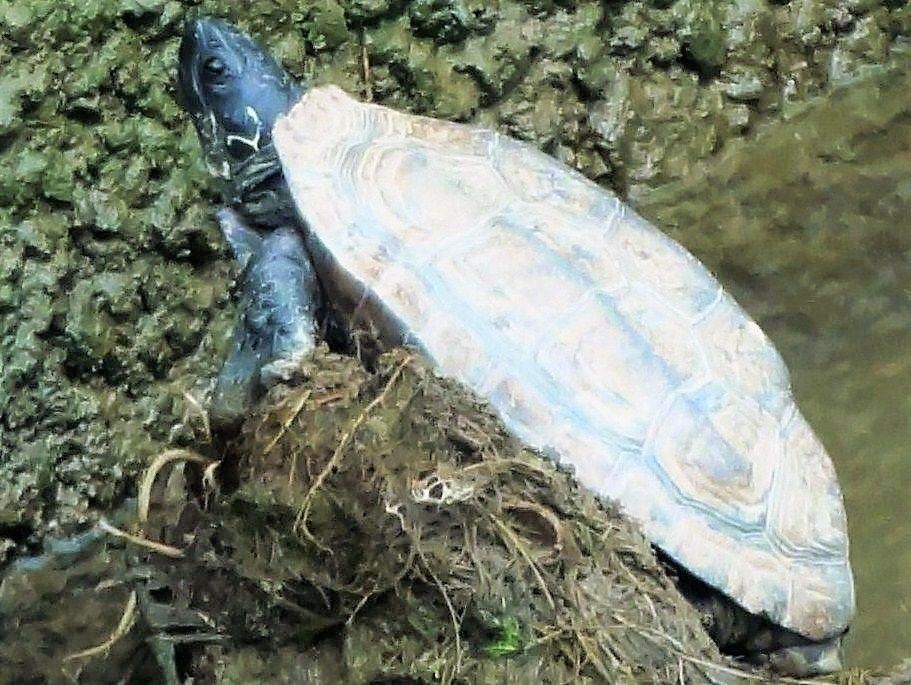 幻の淡水亀ウンキュウ 土佐料理 旬の鰹がゆく