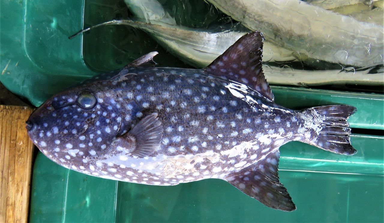 アミモンガラ 網紋殻 土佐料理 旬の鰹がゆく アミモンガラ 網紋殻 土佐料理 旬の鰹がゆく