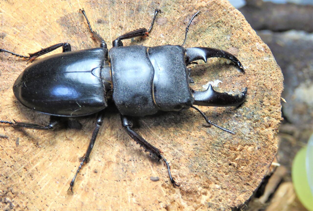 越冬 クワガタ 【オオクワガタ】成虫の冬眠（越冬）管理方法とうまくいくコツ！│ケンスケの休日を楽しく過ごすブログ