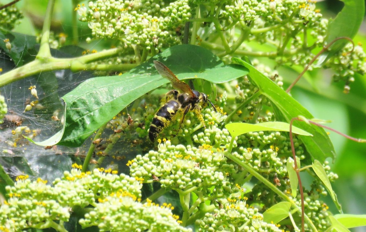 ツチバチとドロバチ 土佐料理 旬の鰹がゆく