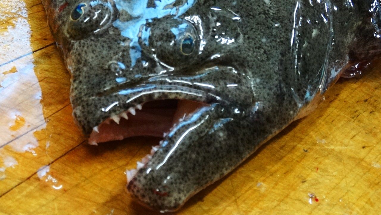 寒びらめ 土佐料理 旬の鰹がゆく