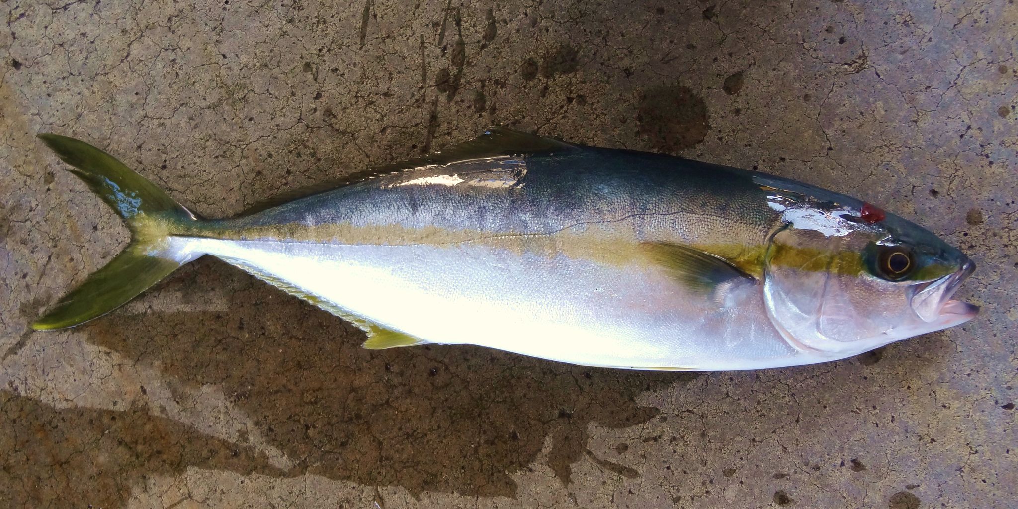 秋のハマチ釣り 土佐料理 旬の鰹がゆく