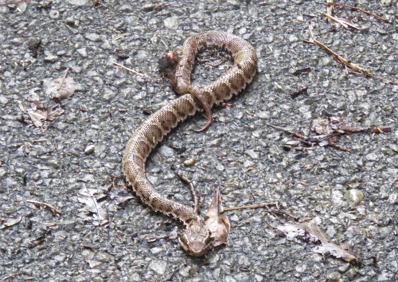 必殺シリーズ海外編 土佐料理 旬の鰹がゆく