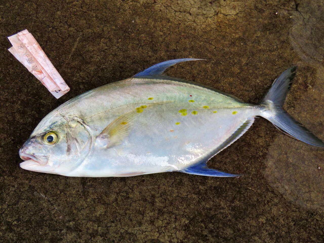 ナンヨウカイワリ 土佐料理 旬の鰹がゆく ナンヨウカイワリ 土佐料理 旬の鰹がゆく