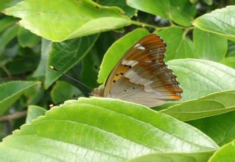 DSC05087