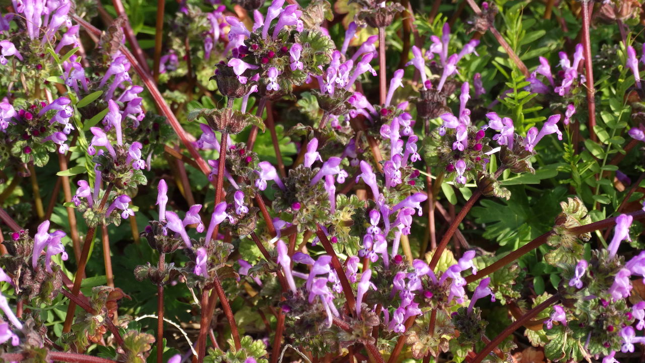 ヒバリ 土佐料理 旬の鰹がゆく