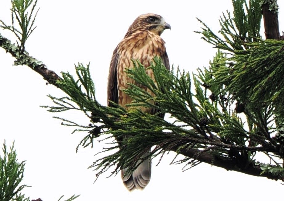 繁殖地でのサシバ若鳥はヘルパー⁈ : 土佐料理 旬の鰹がゆく!