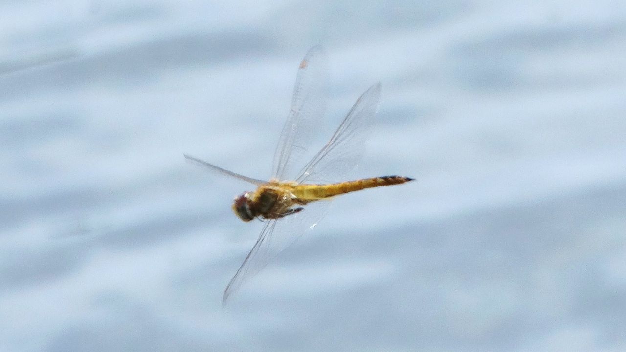 ウスバキトンボの羽化 土佐料理 旬の鰹がゆく