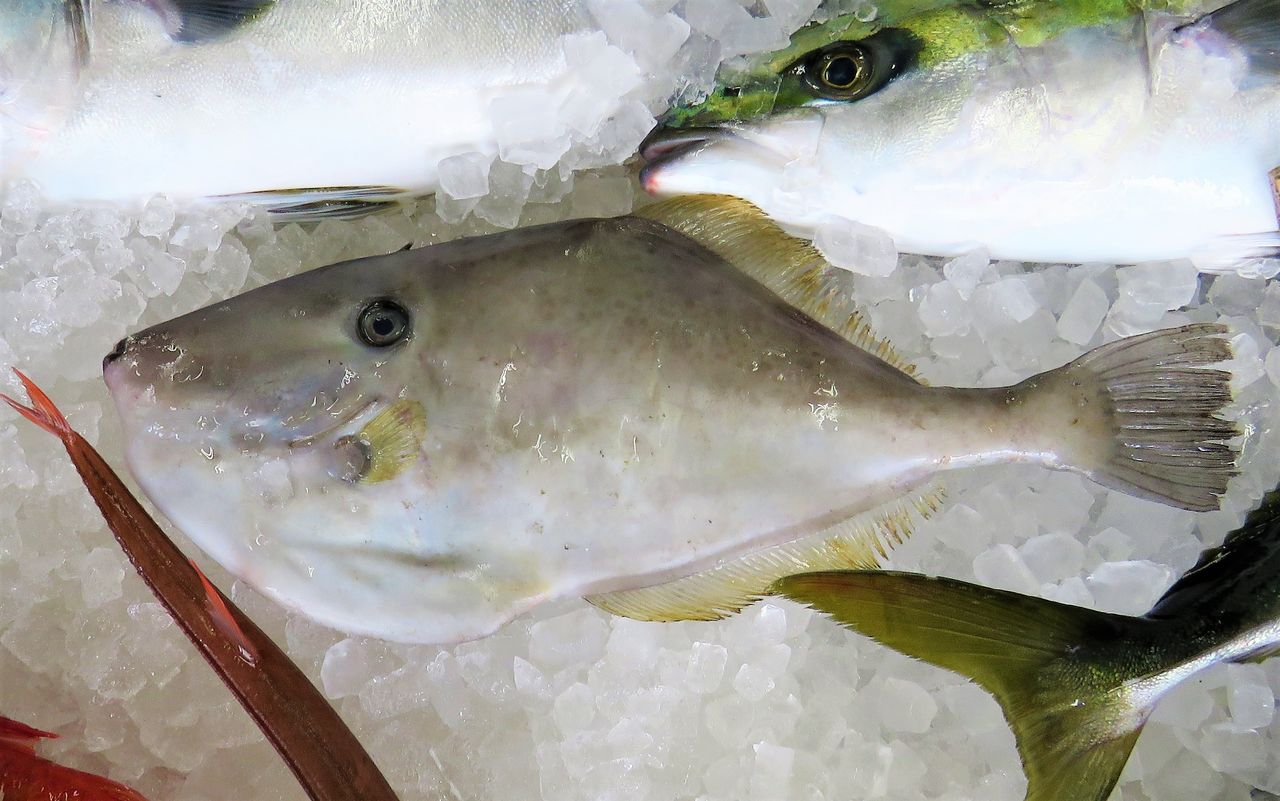 ウマヅラハギ 土佐料理 旬の鰹がゆく ウマヅラハギ 土佐料理 旬の鰹がゆく