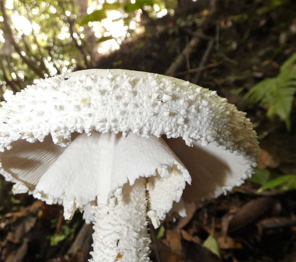 林縁に白い大きな茸 土佐料理 旬の鰹がゆく 林縁に白い大きな茸 土佐料理 旬の鰹がゆく