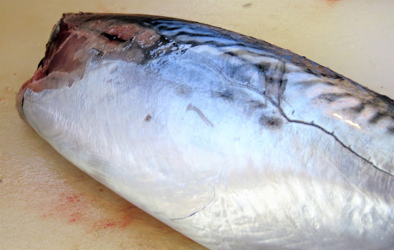ヒラスズキとスズキ 土佐料理 旬の鰹がゆく ヒラスズキとスズキ 土佐料理 旬の鰹がゆく