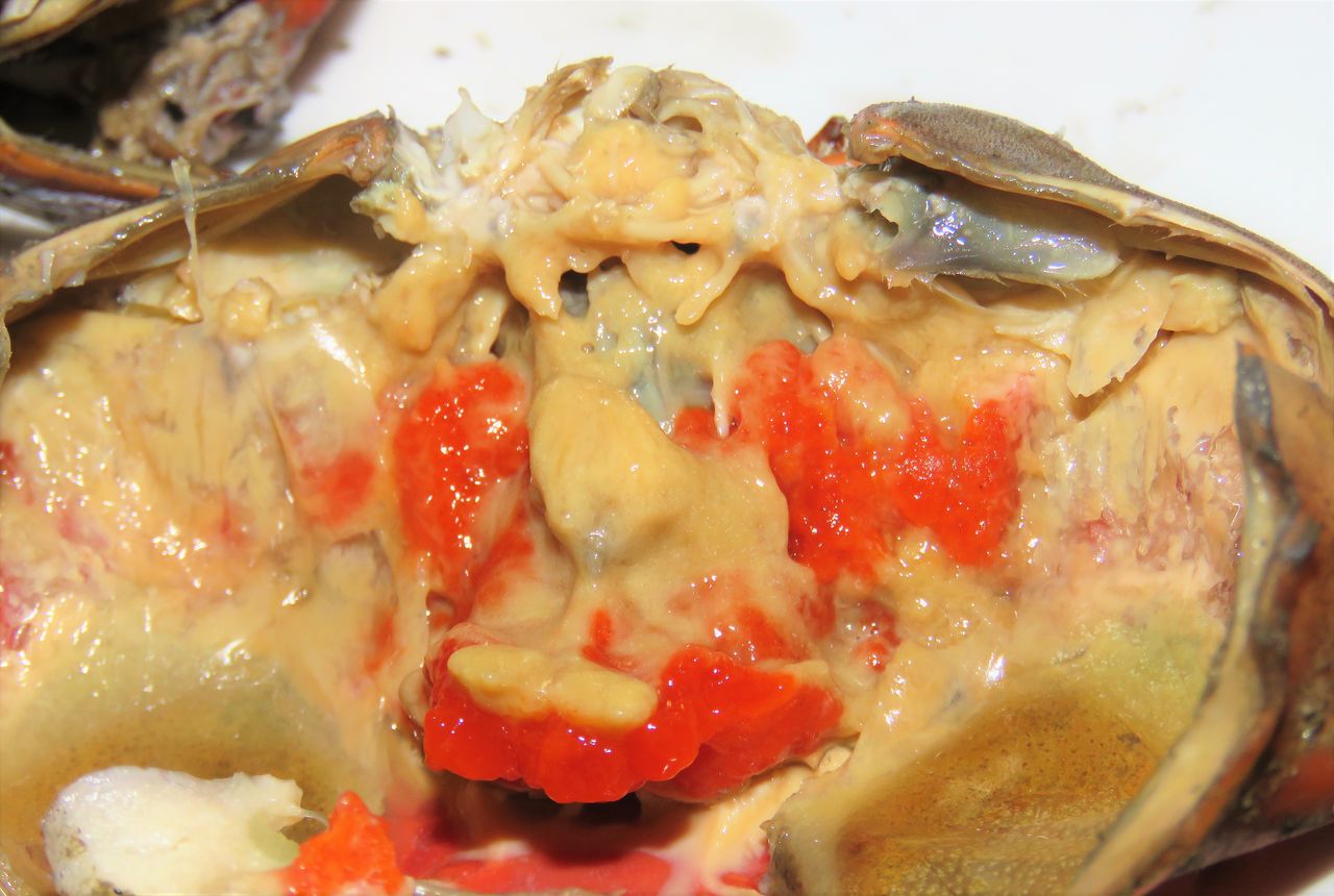 アカテノコギリガザミ 土佐料理 旬の鰹がゆく