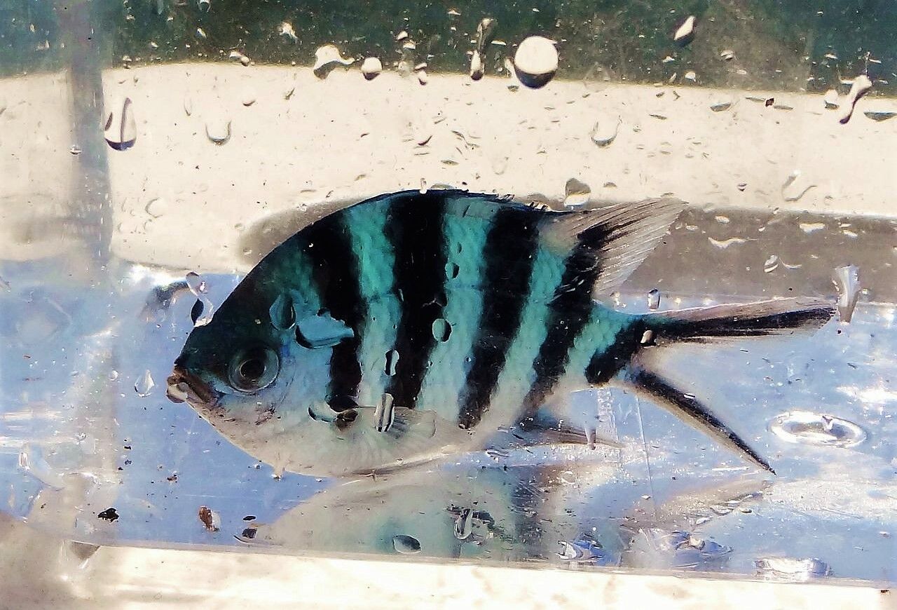 俺たちオヤビッチャ属 土佐料理 旬の鰹がゆく 俺たちオヤビッチャ属 土佐料理 旬の鰹がゆく