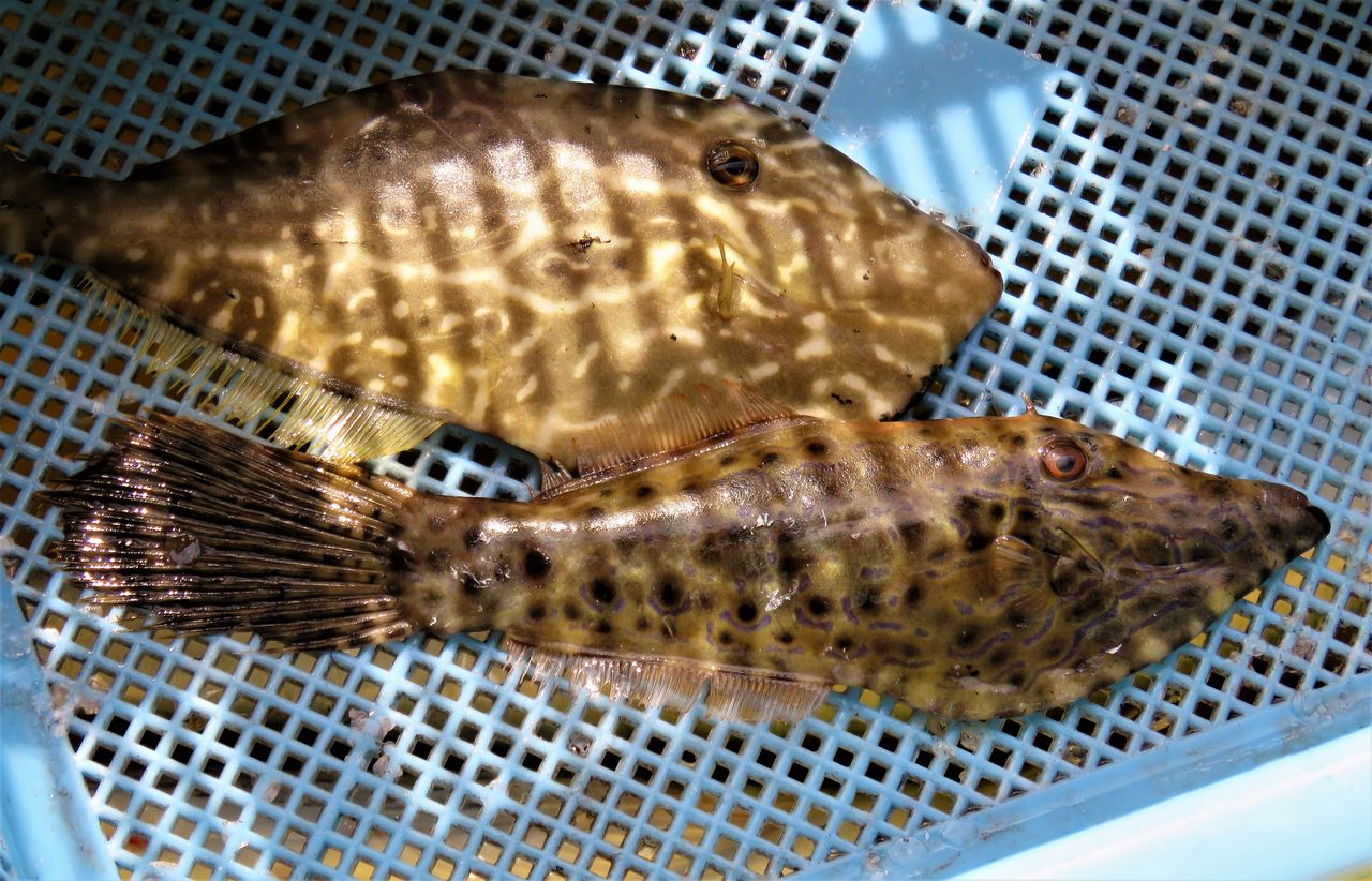 ソウシハギ 土佐料理 旬の鰹がゆく