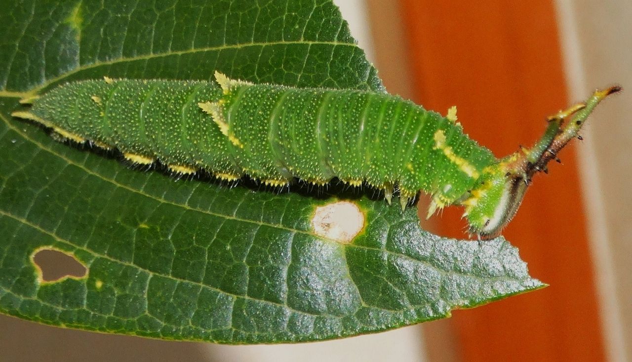 ゴマダラチョウ蛹化 土佐料理 旬の鰹がゆく