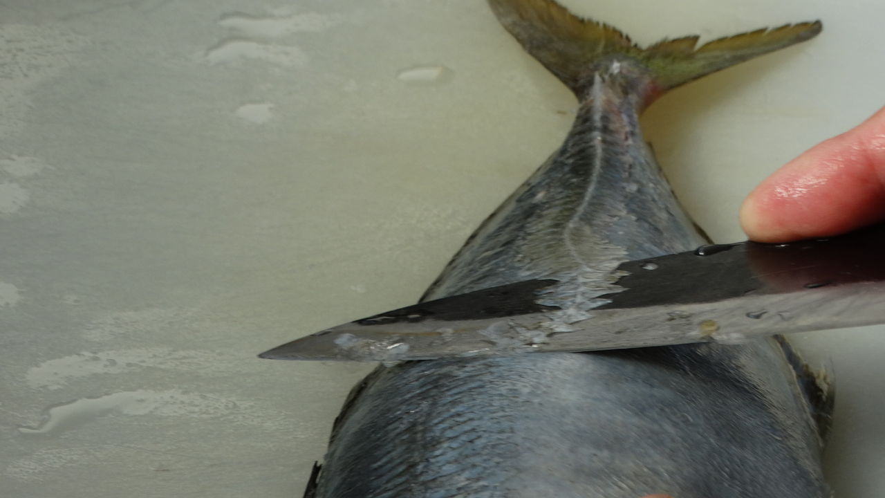 家庭の炙り鮮魚 土佐料理 旬の鰹がゆく 家庭の炙り鮮魚 土佐料理 旬の鰹がゆく