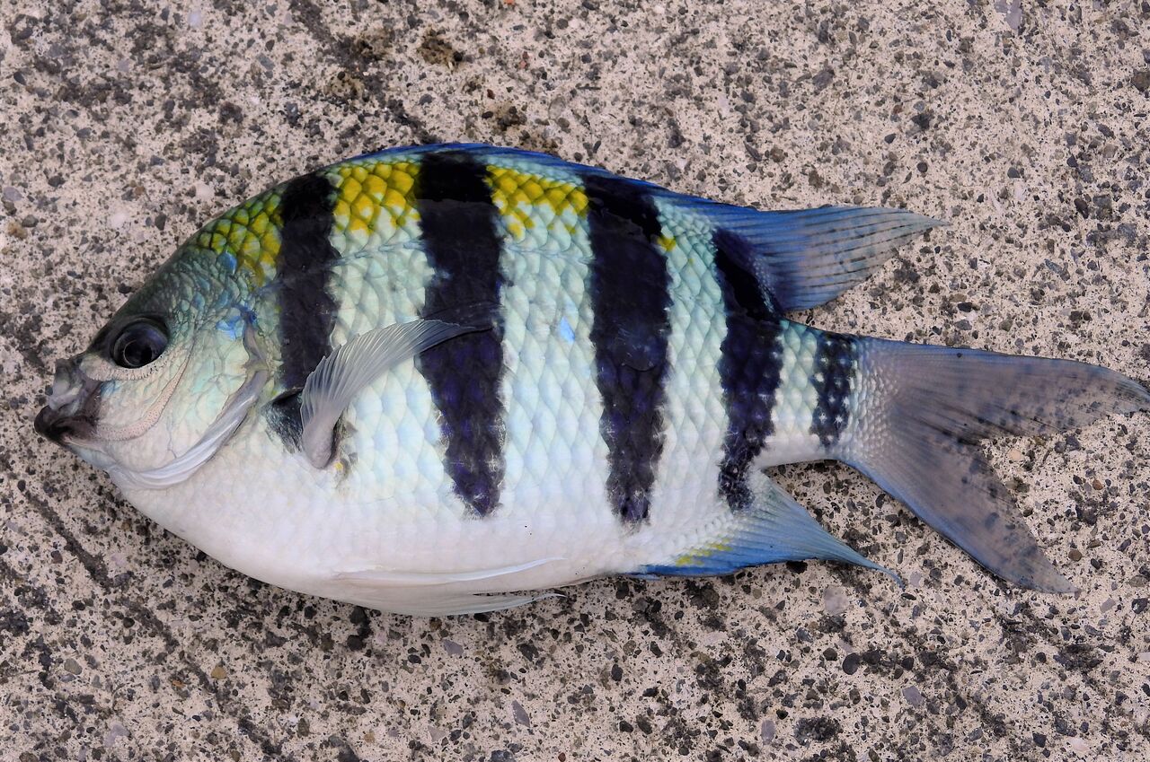 俺たちオヤビッチャ属 土佐料理 旬の鰹がゆく 俺たちオヤビッチャ属 土佐料理 旬の鰹がゆく