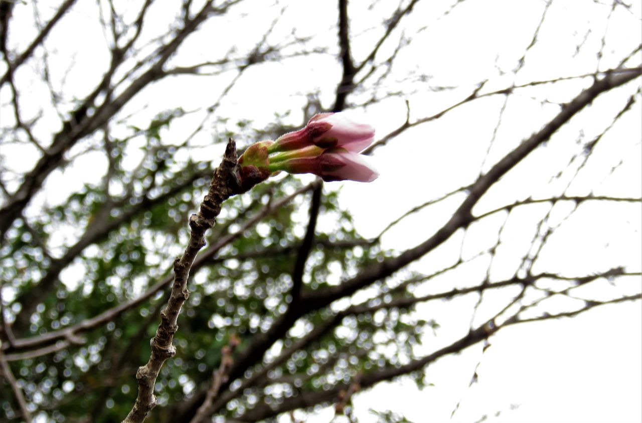 ２０１９ 春彼岸 土佐料理 旬の鰹がゆく