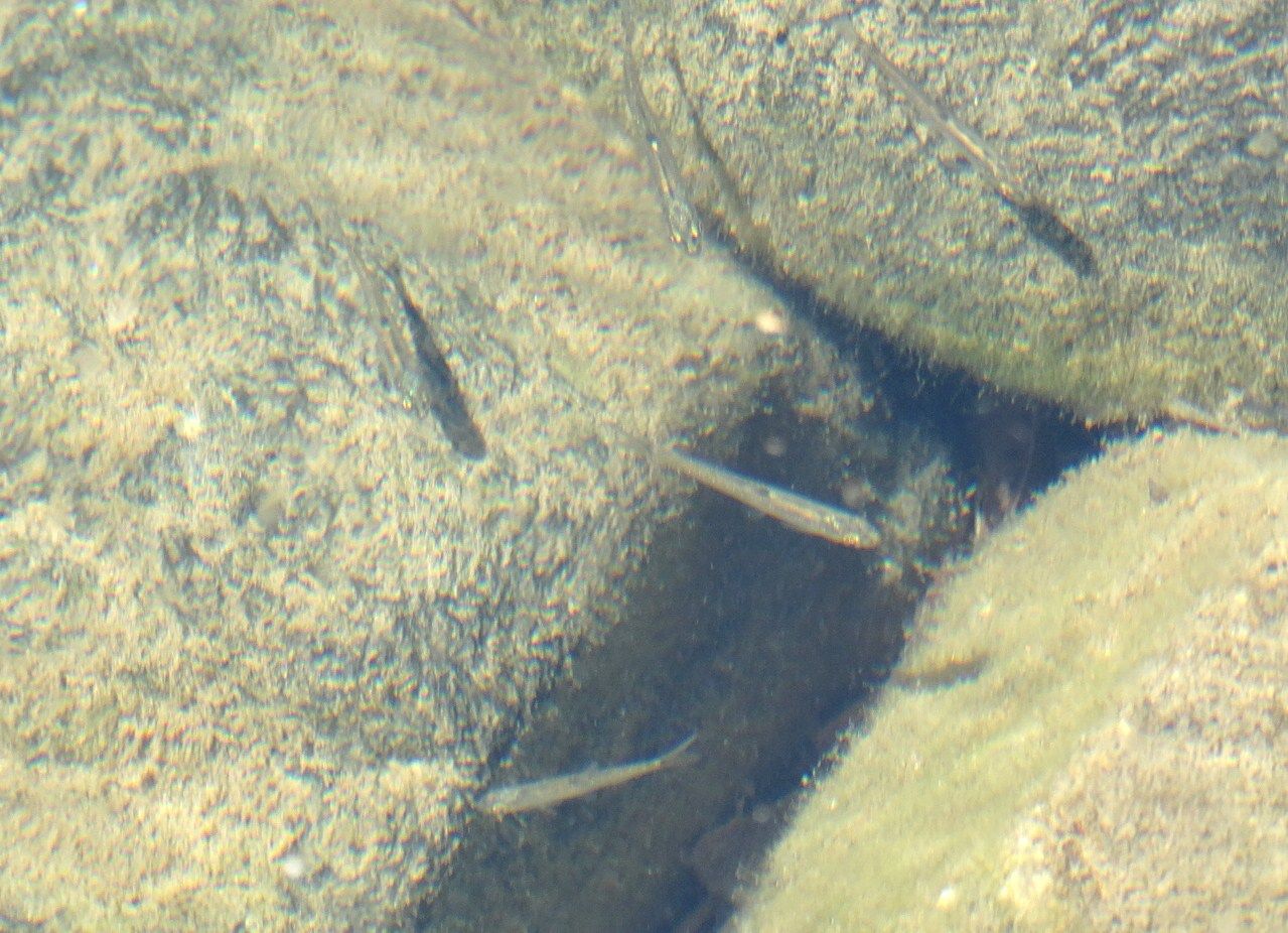 石巻貝 イシマキガイ 土佐料理 旬の鰹がゆく 石巻貝 イシマキガイ 土佐料理 旬の鰹がゆく