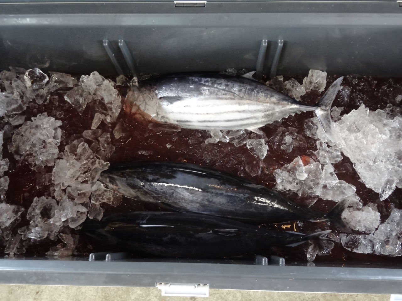 香南市 春の魚 土佐料理 旬の鰹がゆく 香南市 春の魚 土佐料理 旬の鰹がゆく