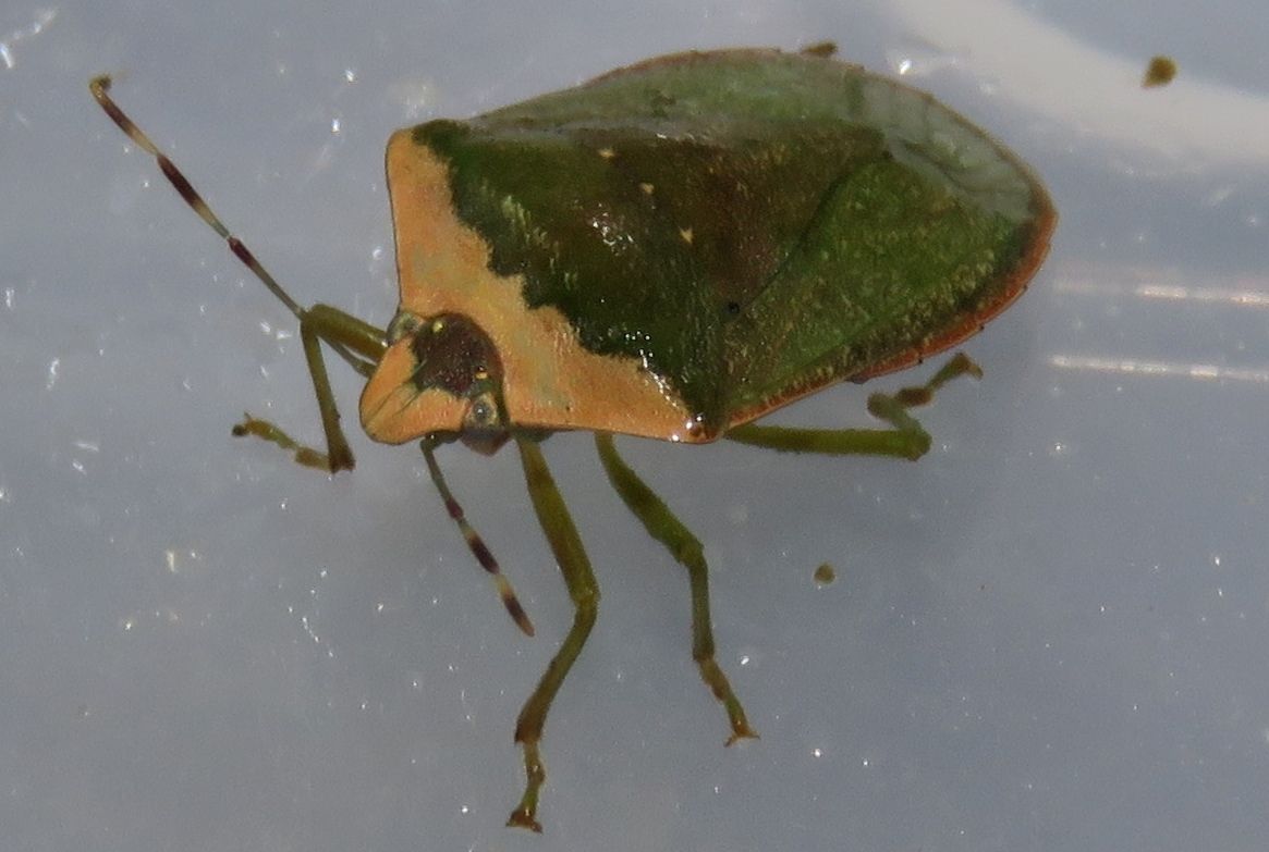 成虫体色変化の謎 土佐料理 旬の鰹がゆく