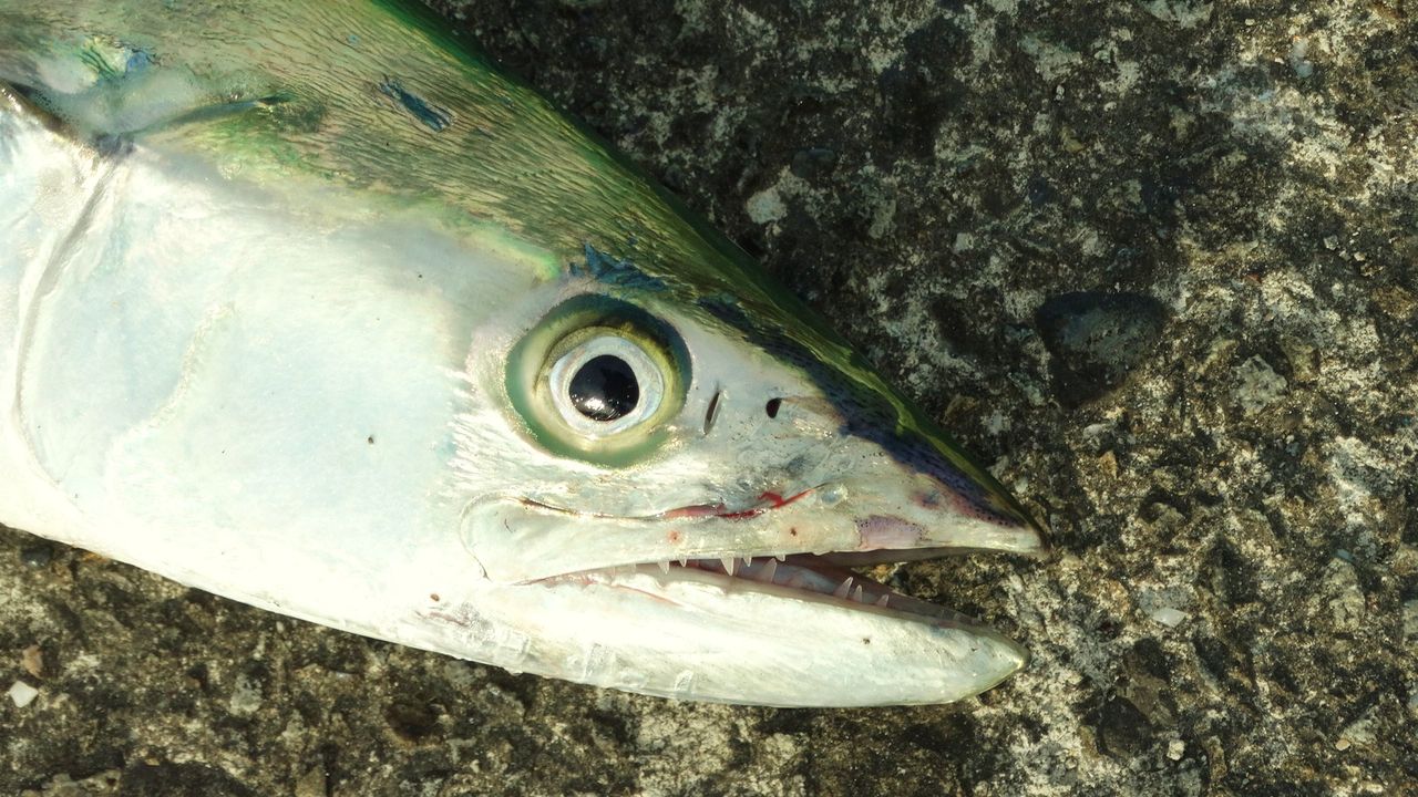 初冬の堤防釣り 土佐料理 旬の鰹がゆく 初冬の堤防釣り 土佐料理 旬の鰹がゆく