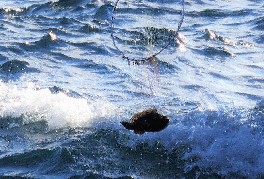 高知の珍魚 土佐料理 旬の鰹がゆく 高知の珍魚 土佐料理 旬の鰹がゆく