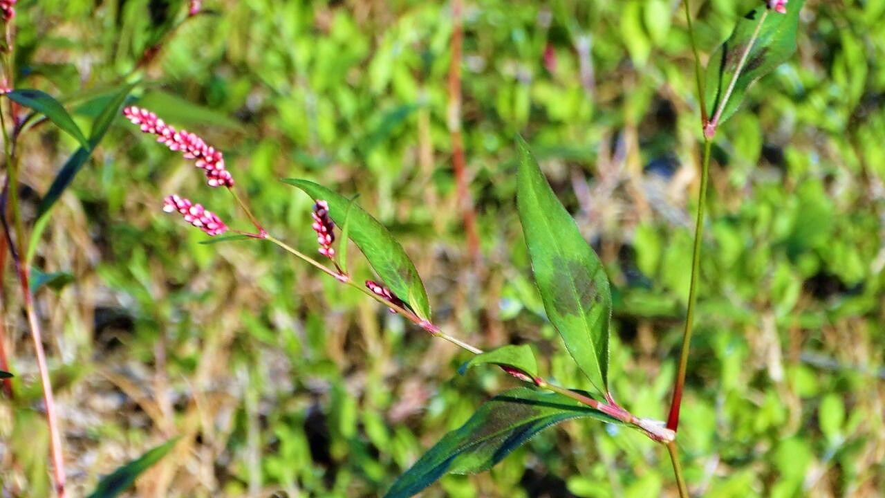 神無月の花 土佐料理 旬の鰹がゆく