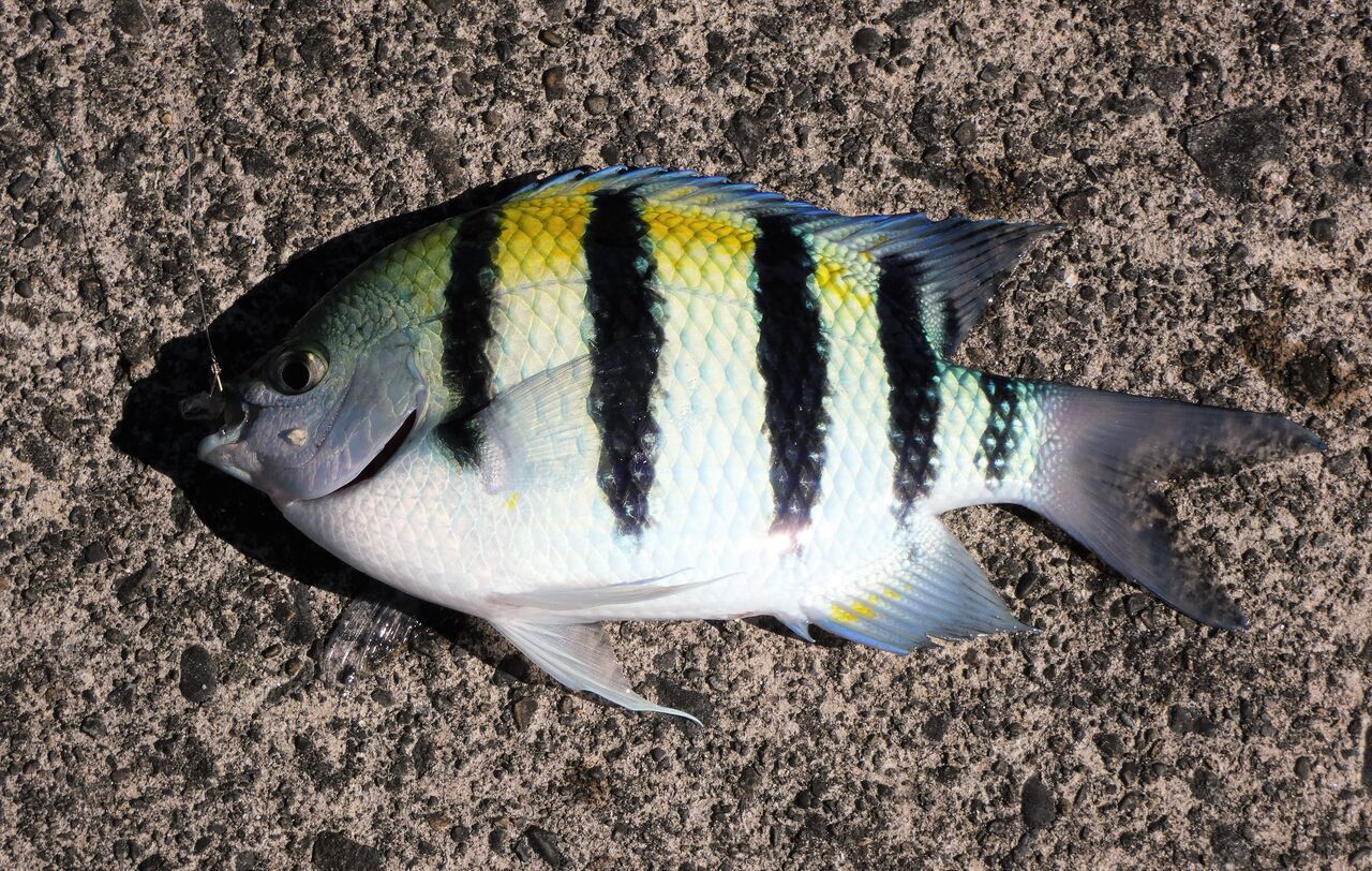 俺たちオヤビッチャ属 土佐料理 旬の鰹がゆく 俺たちオヤビッチャ属 土佐料理 旬の鰹がゆく