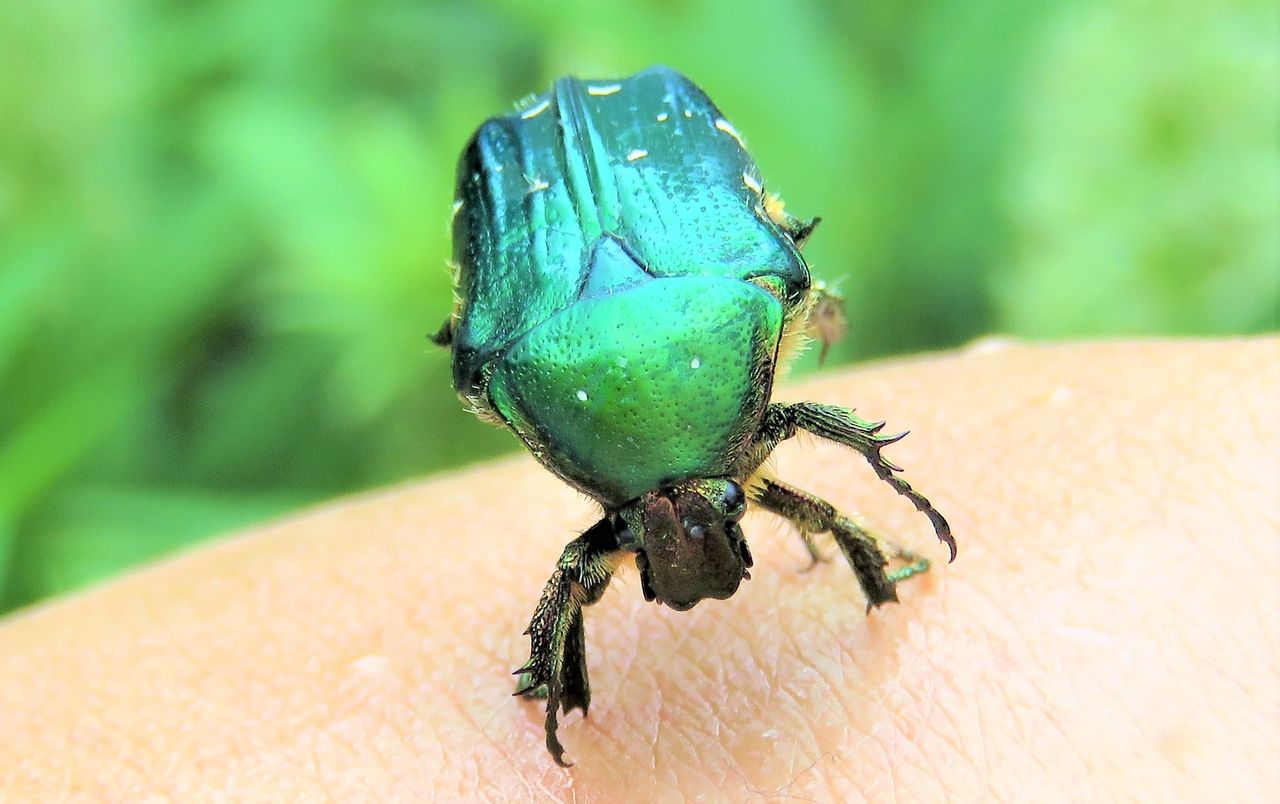アオハナムグリ 土佐料理 旬の鰹がゆく