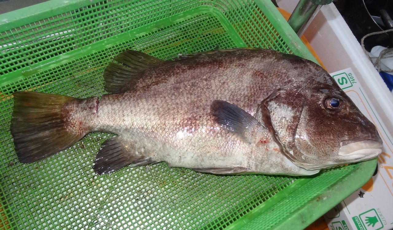極上の活魚 土佐料理 旬の鰹がゆく 極上の活魚 土佐料理 旬の鰹がゆく