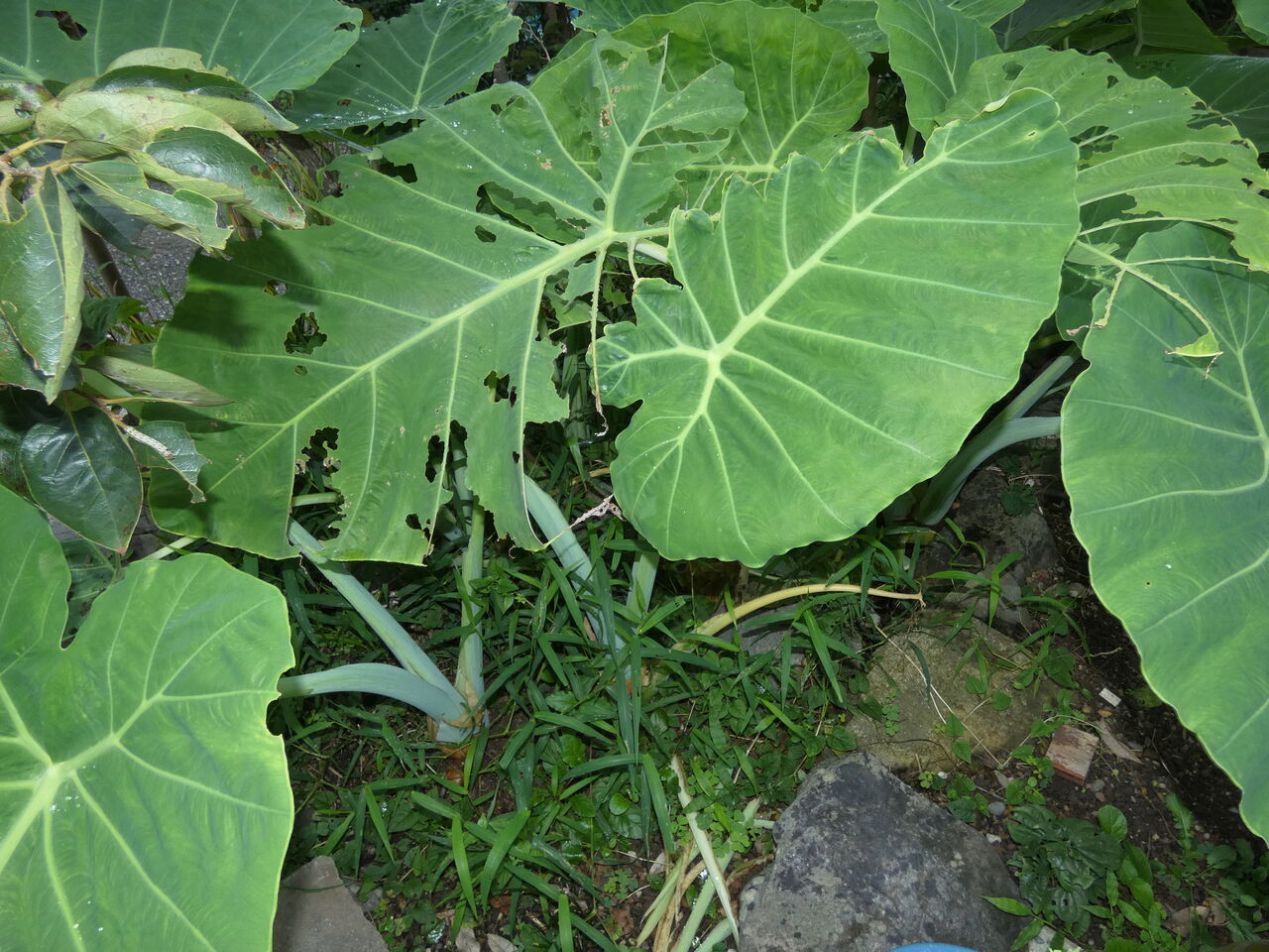 高知の家庭の冷やし寿司 土佐料理 旬の鰹がゆく