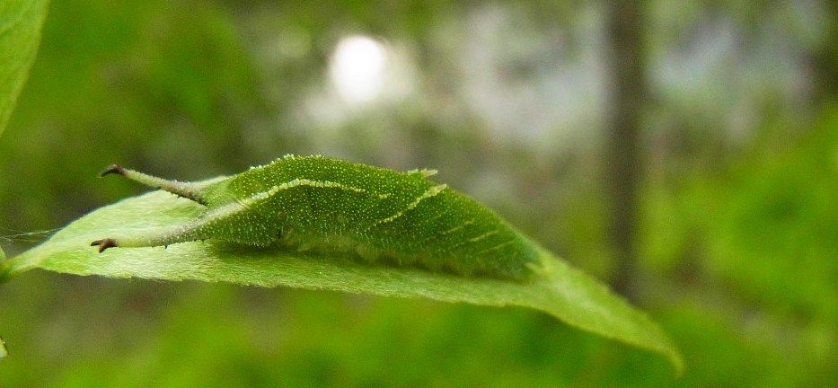 コムラサキ 土佐料理 旬の鰹がゆく