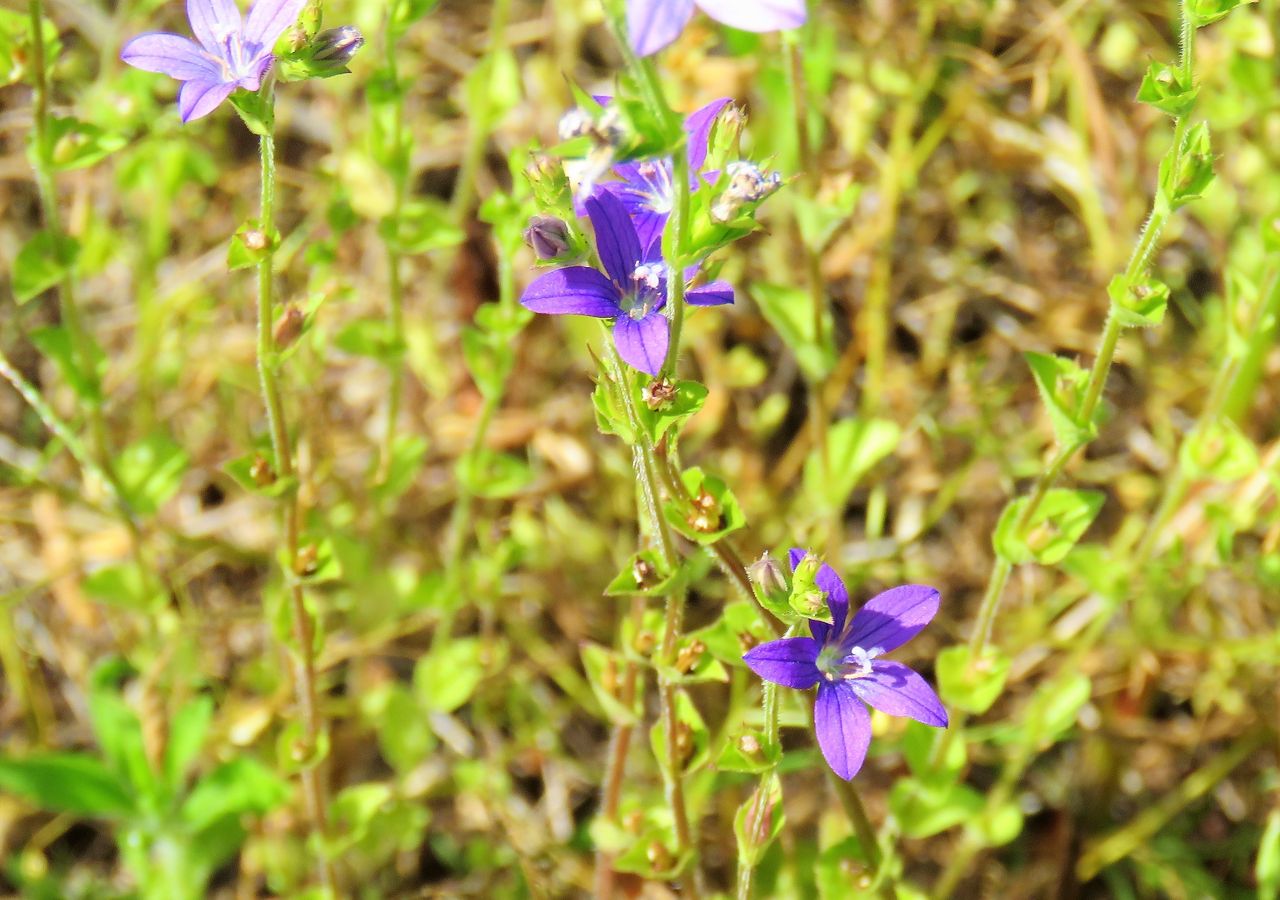 雛桔梗草 ヒナキキョウソウ 土佐料理 旬の鰹がゆく