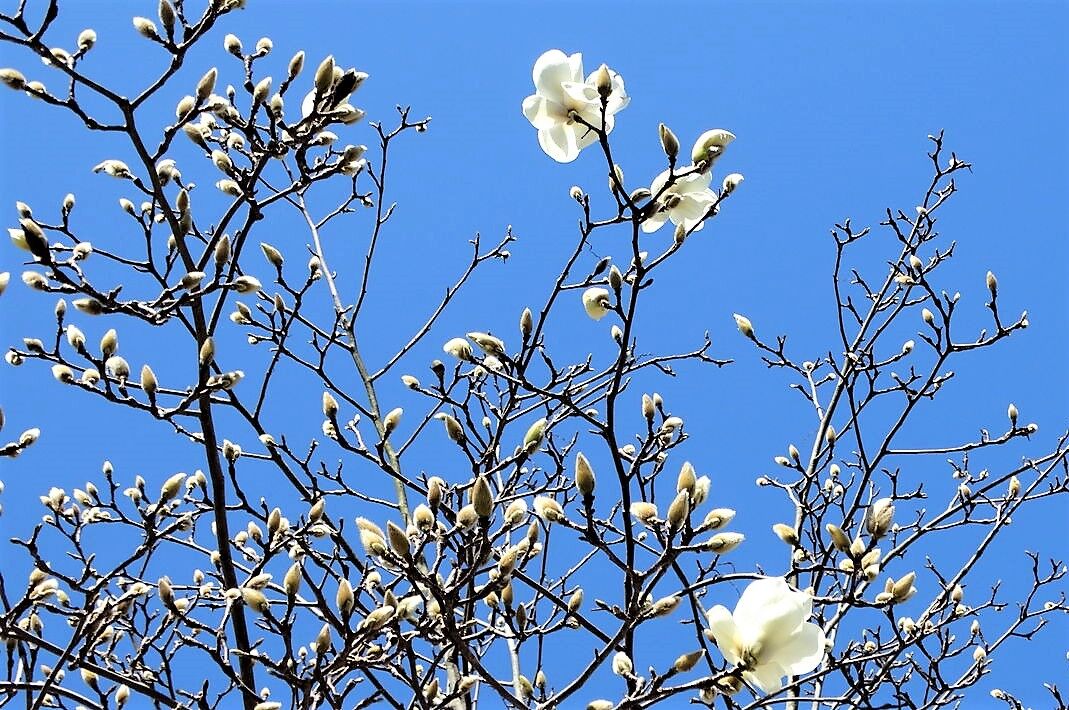 一年に二度盛る白木蓮 土佐料理 旬の鰹がゆく