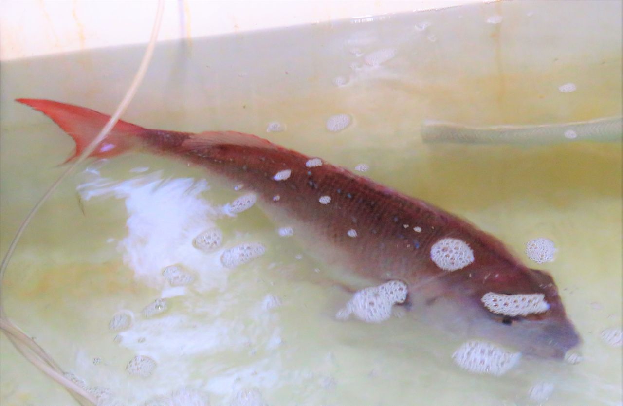 太平洋の春の魚たち 土佐料理 旬の鰹がゆく 太平洋の春の魚たち 土佐料理 旬の鰹がゆく