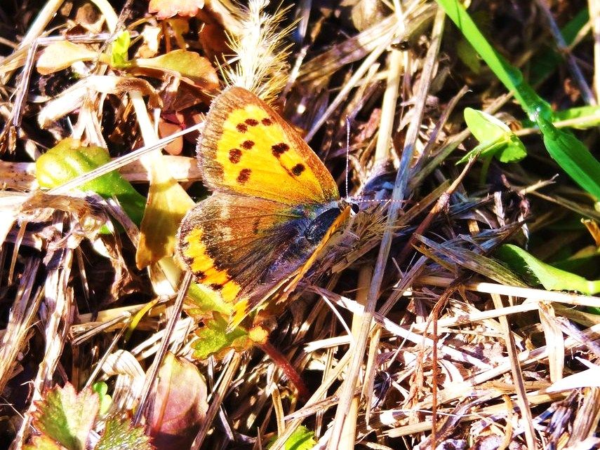 ベニシジミ : 土佐料理 旬の鰹がゆく！