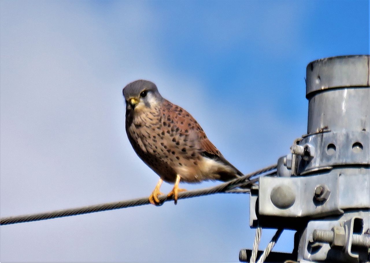 逞しく美しいチョウゲンボウのオス成鳥 土佐料理 旬の鰹がゆく 逞しく美しいチョウゲンボウのオス成鳥 土佐料理 旬の鰹がゆく