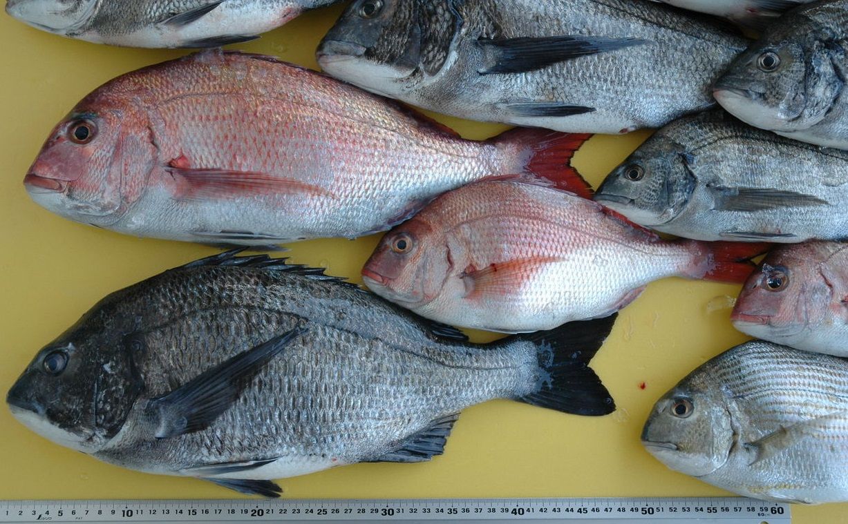 クロダイの繁殖期 土佐料理 旬の鰹がゆく クロダイの繁殖期 土佐料理 旬の鰹がゆく