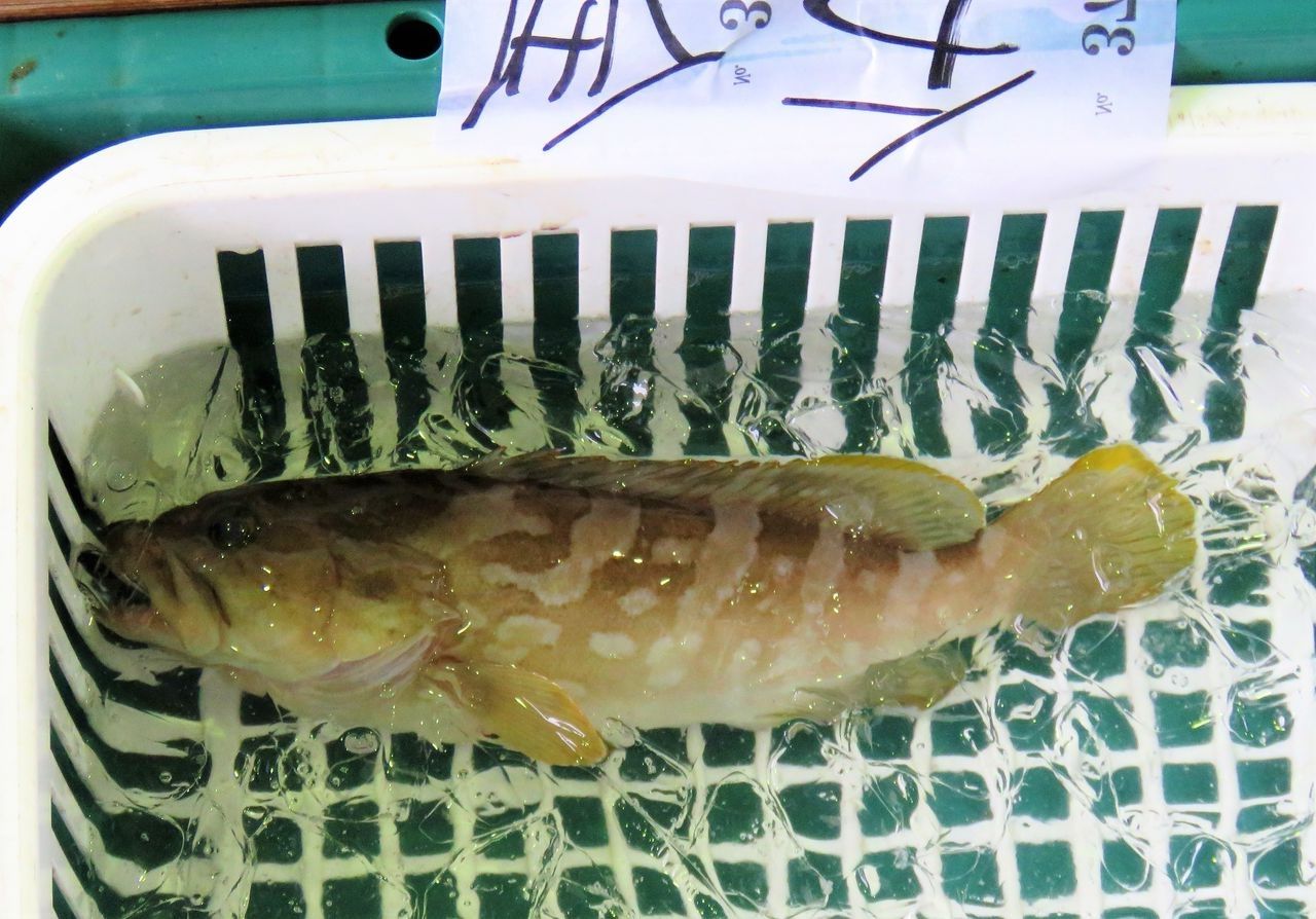 高知のマスクエ 土佐料理 旬の鰹がゆく 高知のマスクエ 土佐料理 旬の鰹がゆく