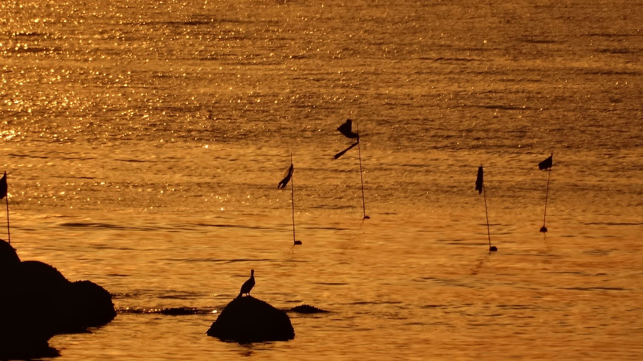 14年03月 土佐料理 旬の鰹がゆく