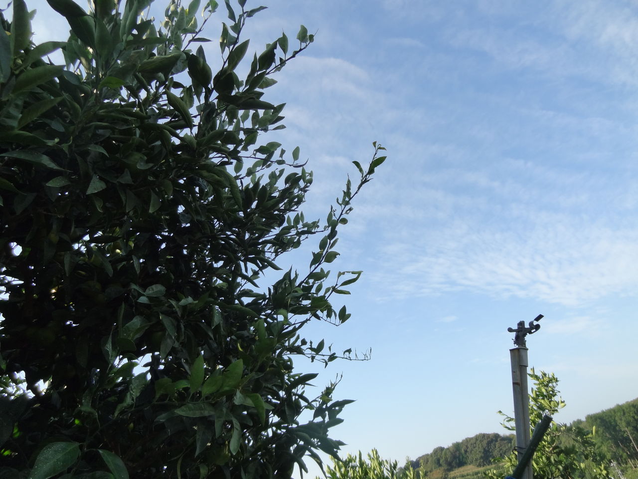 ２０１２山北みかん 土佐料理 旬の鰹がゆく