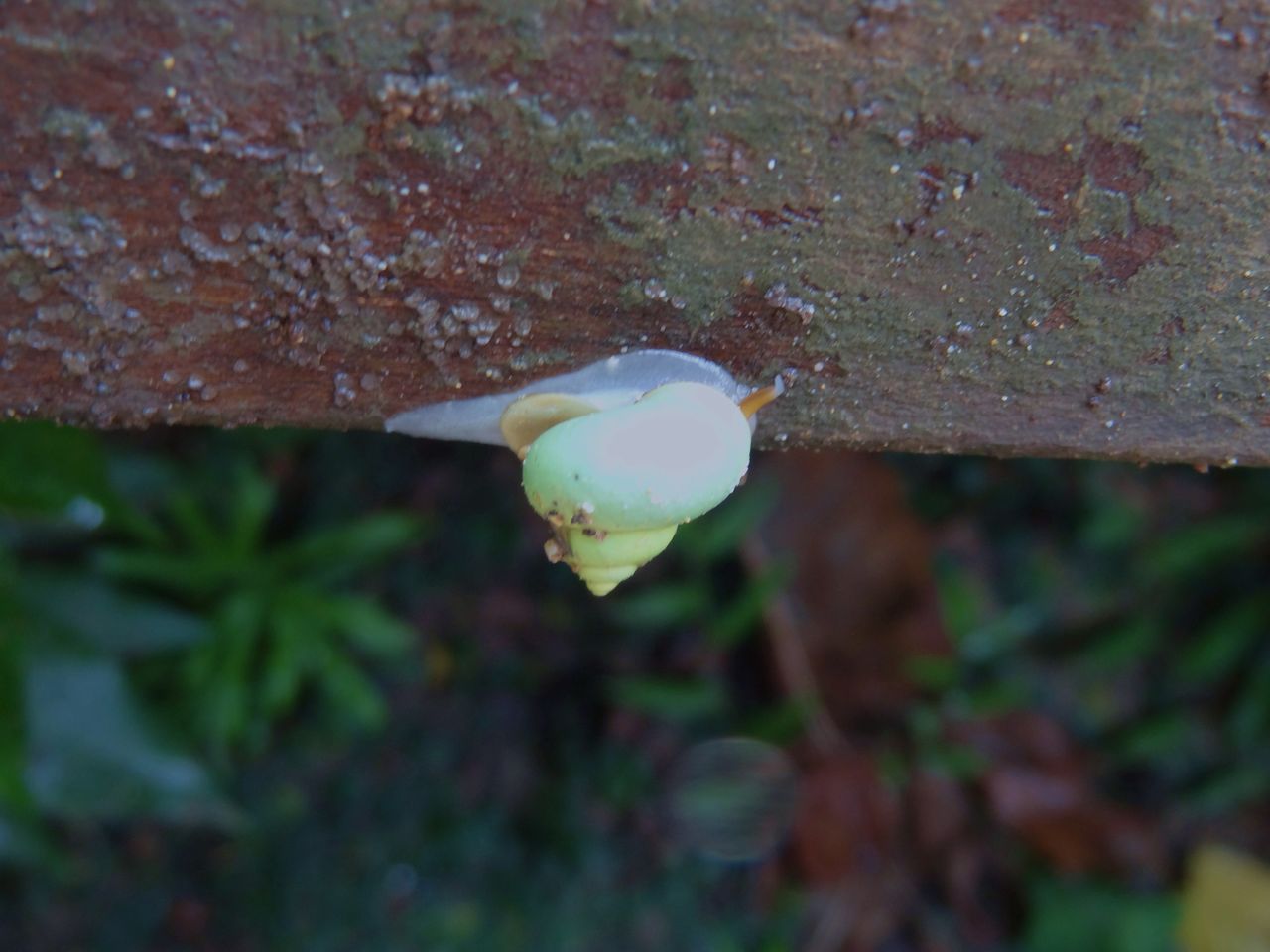 沖縄の生き物たち 土佐料理 旬の鰹がゆく 沖縄の生き物たち 土佐料理 旬の鰹がゆく