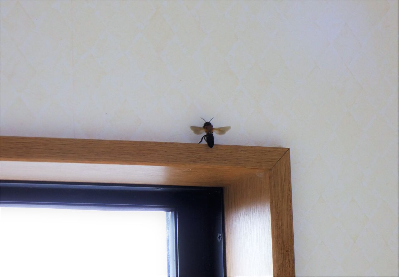 処暑の蜂騒動 土佐料理 旬の鰹がゆく